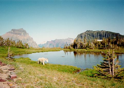 [Mountain goat, Glacier National Park, Montana]