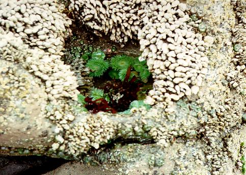 [Tidal pool, Beach 4, Olympic National Park, Washington]