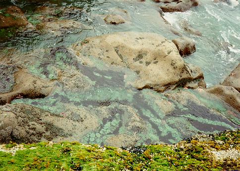 [Seascape, Beach 4, Olympic National Park, Washington]