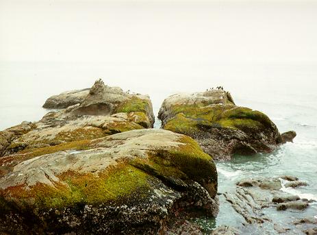 [Seascape, Beach 4, Olympic National Park, Washington]