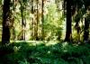 [Hoh Rainforest Trail, ONP]