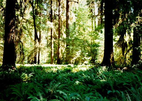 [Hoh Rainforest Trail, Olympic National Park, Washington]