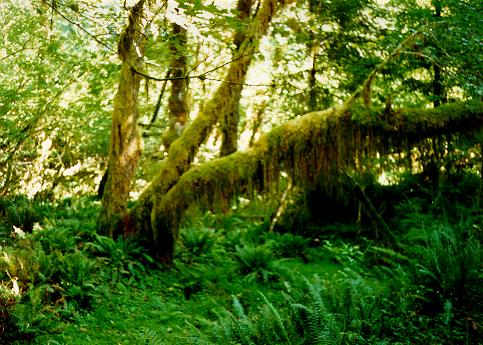 [Spruce Trail, Olympic National Park, Washington]