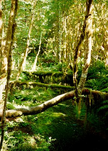 [Spruce Trail, Olympic National Park, Washington]