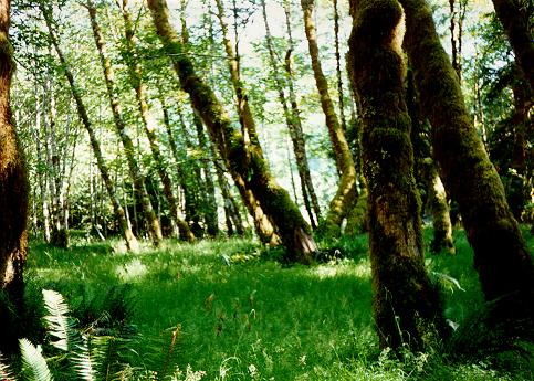 [Spruce Trail, Olympic National Park, Washington]