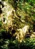 [Spruce Trail, Hoh Rainforest, ONP]