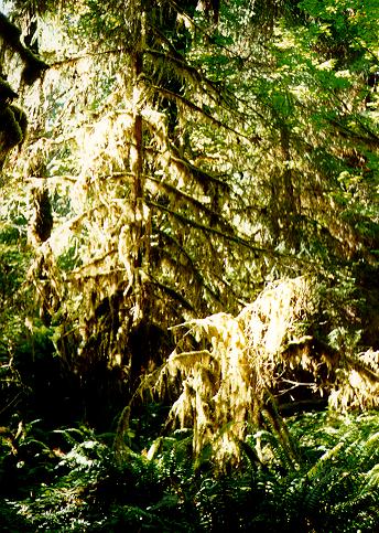 [Spruce Trail, Olympic National Park, Washington]