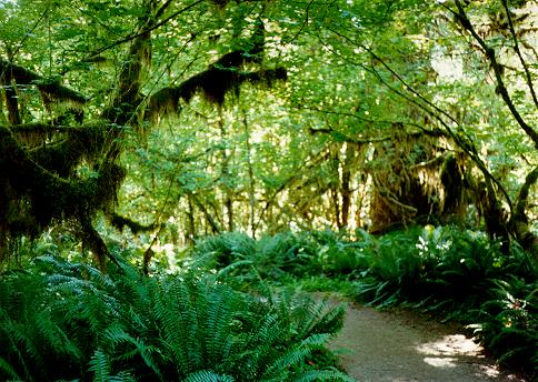 [Spruce Trail, Olympic National Park, Washington]