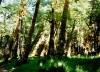 [Spruce Trail, Hoh Rainforest, ONP]