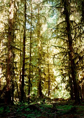 [Spruce Trail, Olympic National Park, Washington]